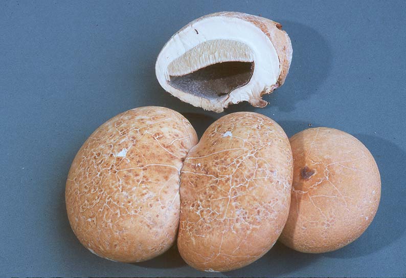 Cryptoporus volvatus